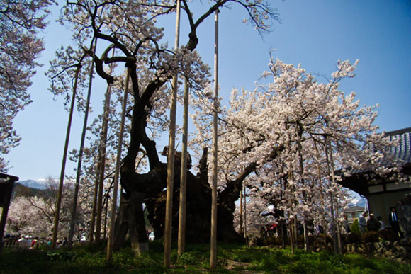山高神代桜