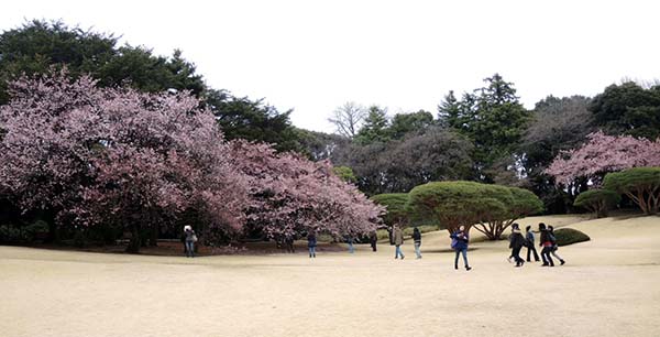 sakura-enkei