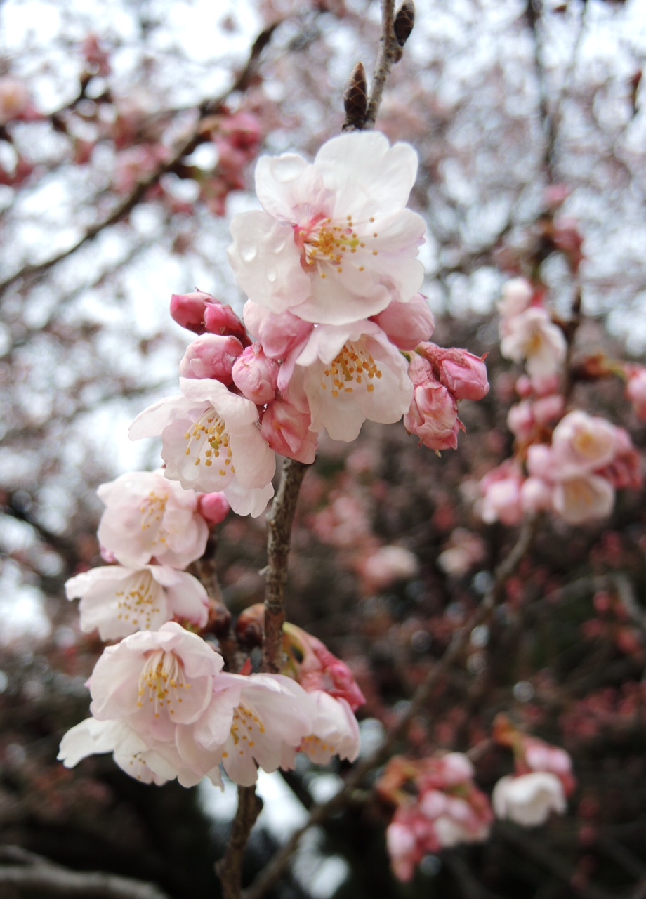 sakura